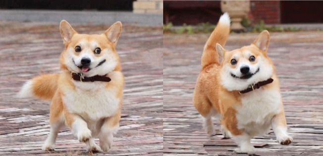 funny-expressive-dog-corgi-genthecorgi-1-10-5f0ea72ceec04__700