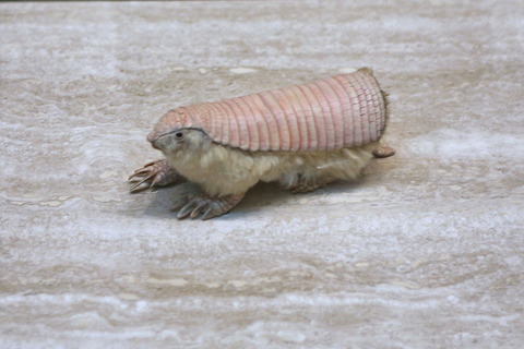 03 - Pink Fairy Armadillo