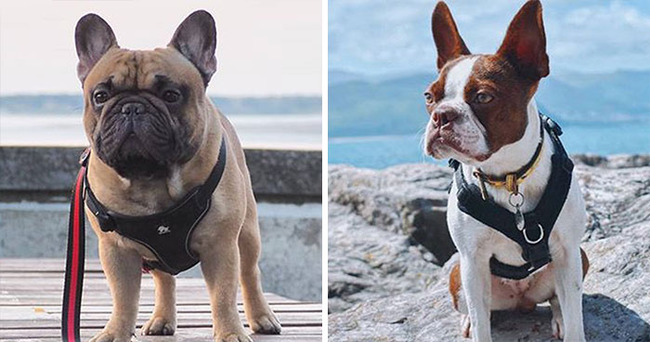 dog-breeds-that-look-similar-5f85a37553d9c__700