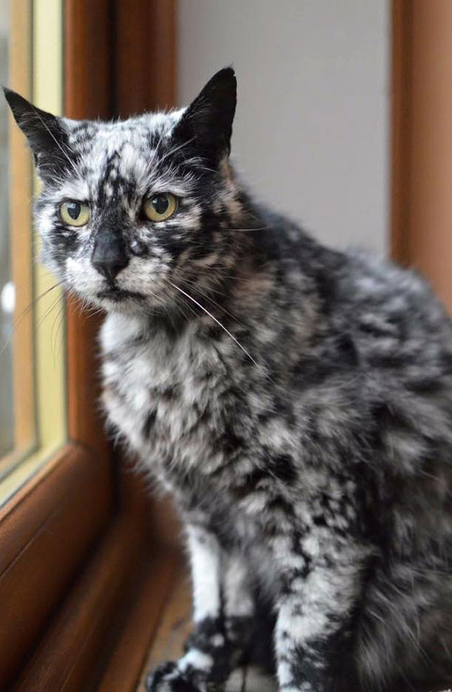 animals-with-unique-fur-patterns-markings-14-64f6dc90b860a__700