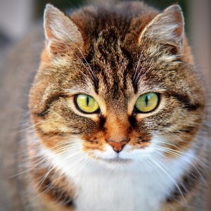 cat
