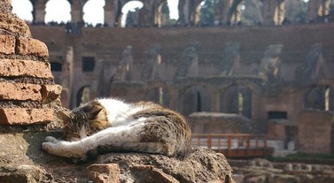 Torre-Argentina-Cat-Sanctuary-in-Rome-Faces-Extinction