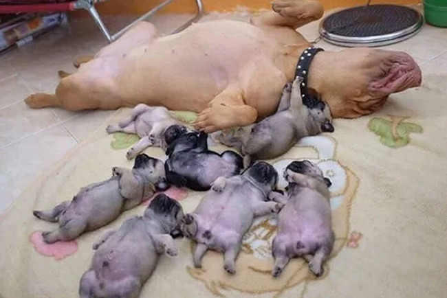 funny-cute-animal-parenting-pics-28-66ccb2f9bd531__700