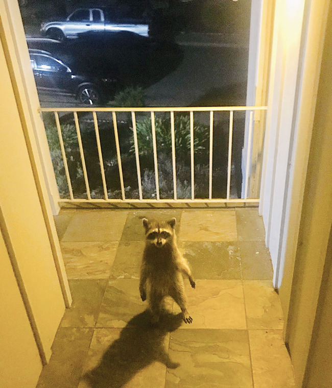 funny-raccoons-104-5f859194cfa4f__700
