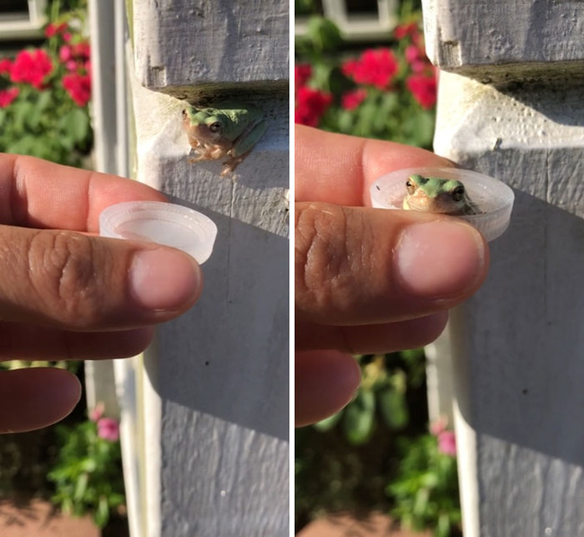 funny-cute-frog-pics-1-66d1de3091e9a__700