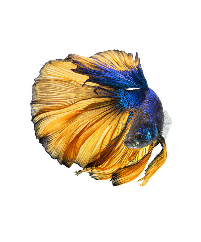 Yellow-and-Blue-5df8d1ce07f83__880