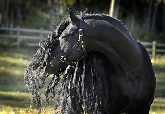 frederik-the-great-friesian-horse-stallion-3-5e96f9bdb849d__700