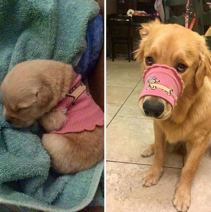外国人 かわいい犬の成長がよく分かるビフォー アフター画像を集めてみた 2ch トピックス 速報まとめたよ 外国人 かわいい犬の成長がよく分かるビフォー アフター画像を集めてみた 2ch トピックス 速報まとめたよ