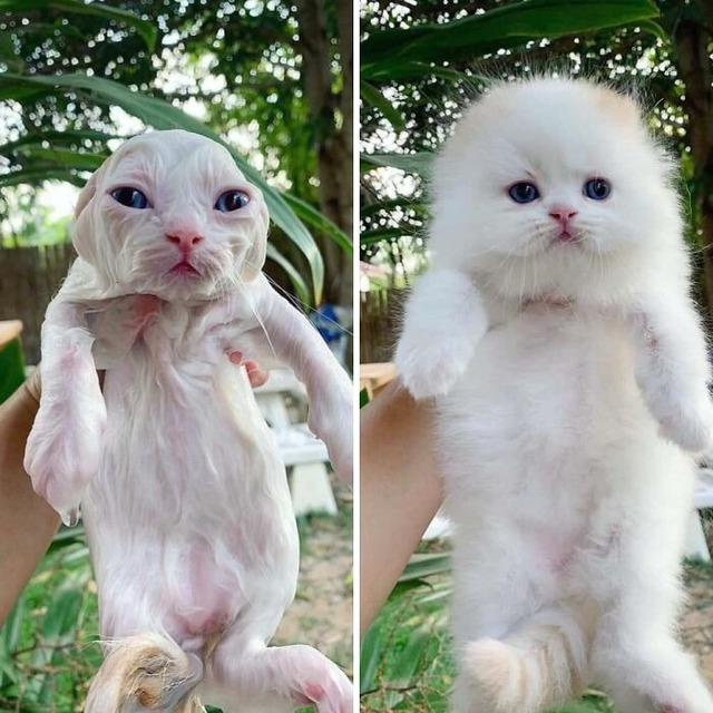 68d3baa1d556b_cats-are-aliens-pi