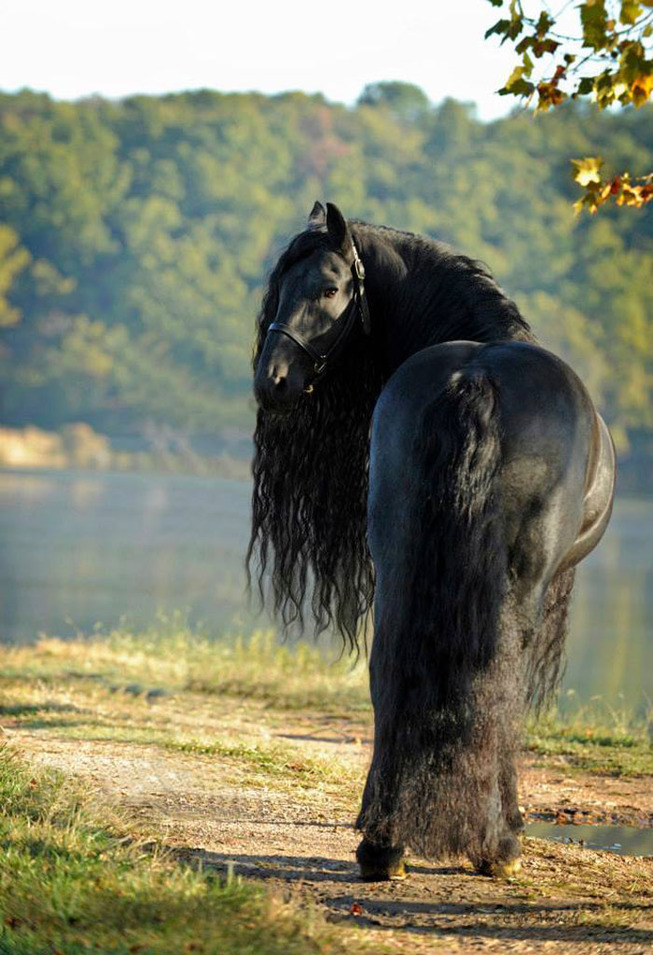frederik-the-great-friesian-horse-stallion-12-5e96f9cdcd77a__700