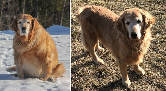 dogs-losing-weight-before-after-32-64f03c66ba66b__700 (1)