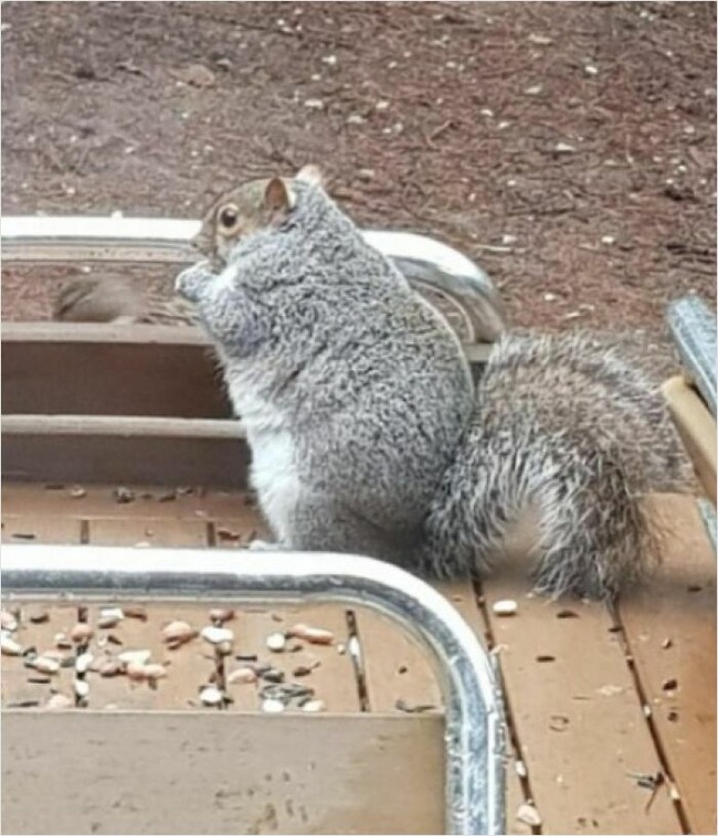 67769990bc860_absolute-units-things