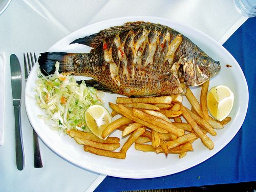 Tilapia_zillii_Kineret