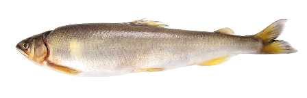 Sweetfish,_Plecoglossus_altivelis
