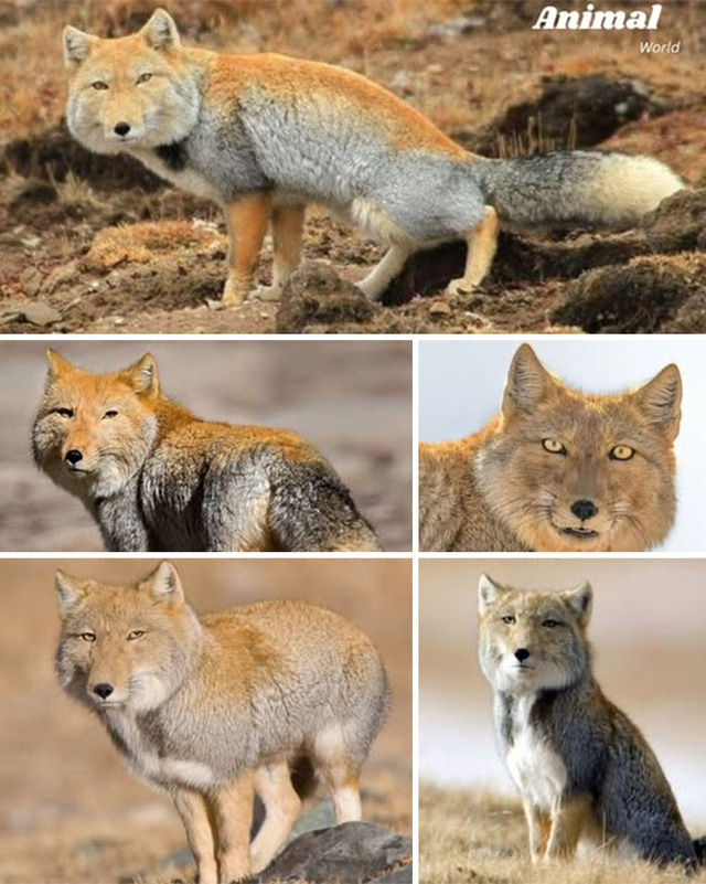 animal-world-unique-9-68b017b36a382__700