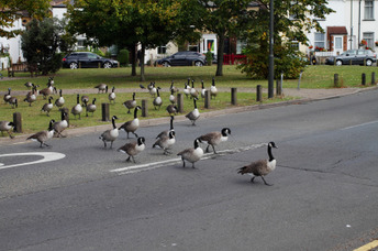 geesecrossroad