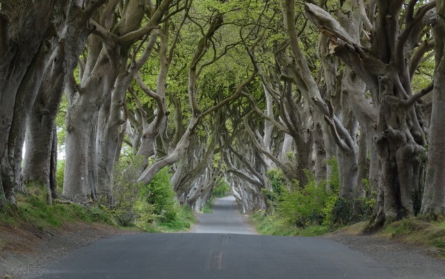 Dark_Hedges_near_Armoy,_Co_Antri