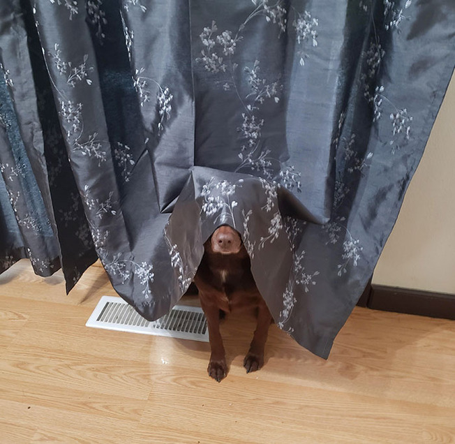 funny-pets-hiding-6-6243eceb00a3d__700
