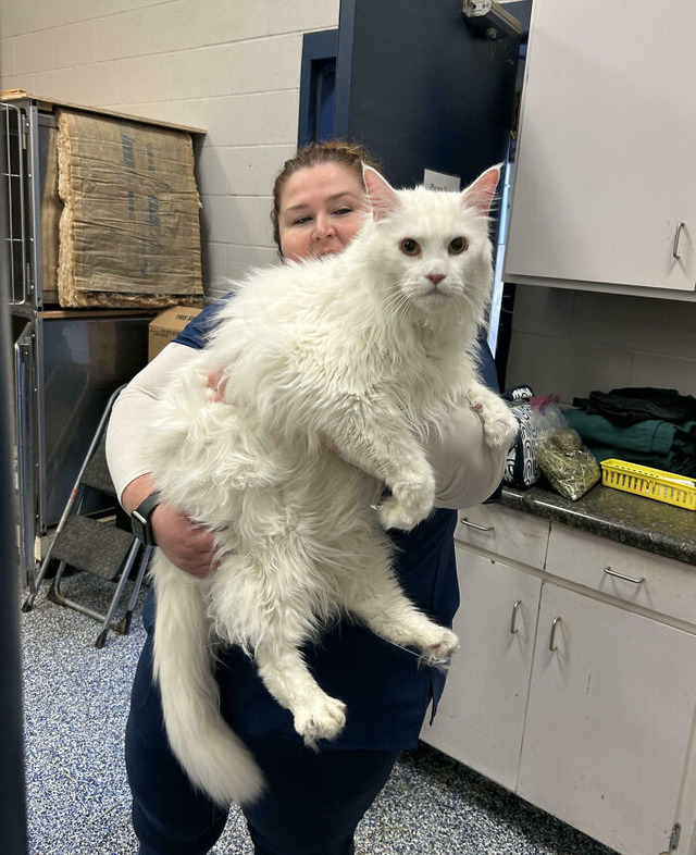 68bfd7b2cd14c_unusually-large-animals__700