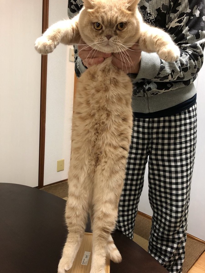ctoNaAJ