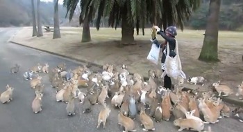 bunny-rabbit-island-japan-Ōkunoshima-
