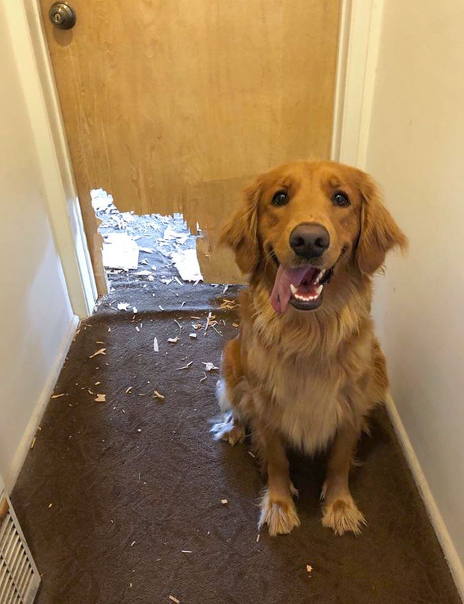 pets-destroying-things-535-603f3fdd91b24__700