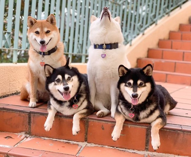 funny-photobombing-shiba-inu-dog-photos-25-5f59e35673e1b__700