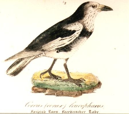 Corvus_corax_varius_morpha_leucophaeus