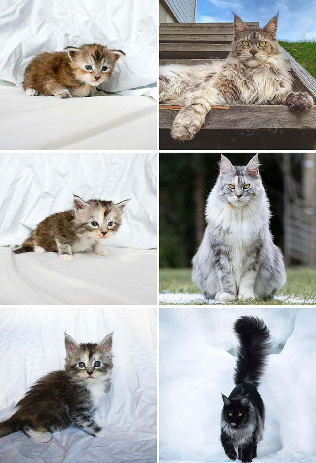 illegally-small-cats-pics-167-60117e81df7a9__700
