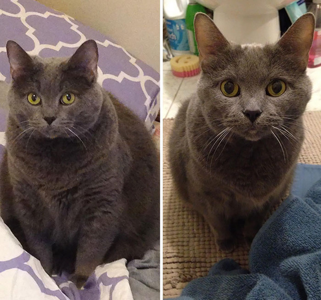 fat-cats-losing-weight-before-after-27-5ed1069a6eccd__700