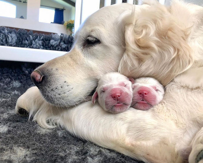 adorable-baby-animals-223-612348a5e72c6__700