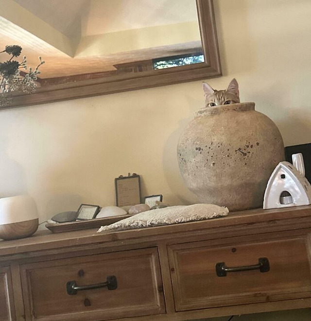 68fb28a8a39e0_hidden-camouflage(1)