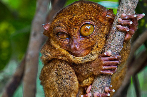 Funny Tarsier_2