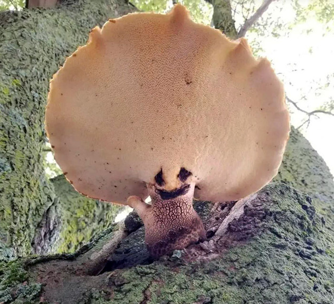 interesting-pareidolia-pics-66-668d26301a171__700