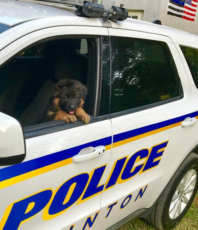 6551f2b5261cb_adorable-police-puppies (1)