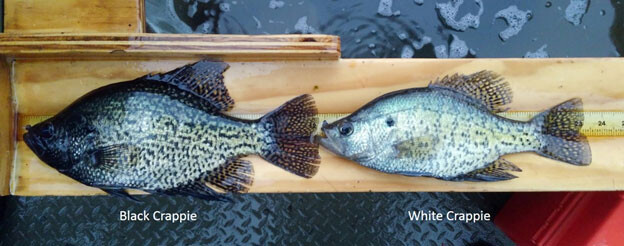 fw-crappie-01