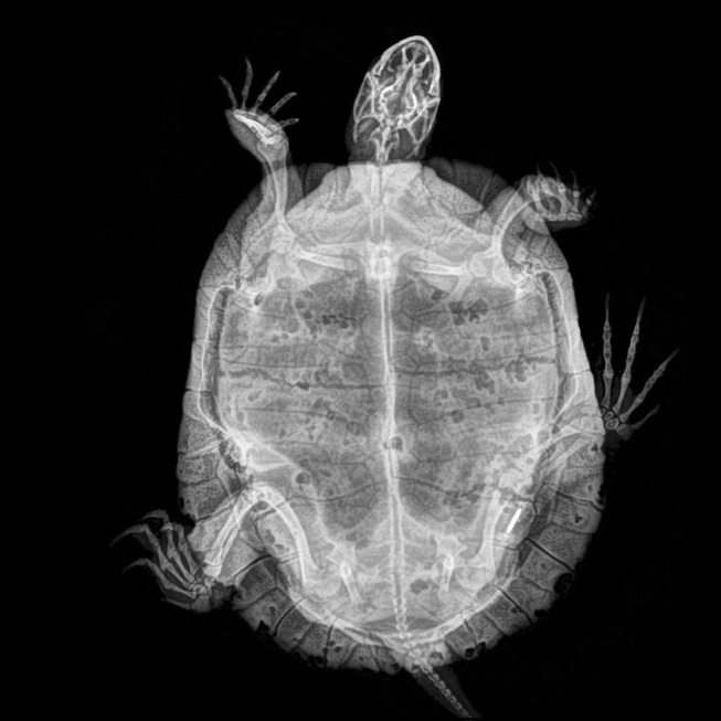 xray-pictures-photos-zoo-animals-oregon-oregonzoo
