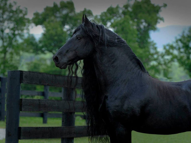 frederik-the-great-friesian-horse-stallion-9-5e96f9c8c01a6__700
