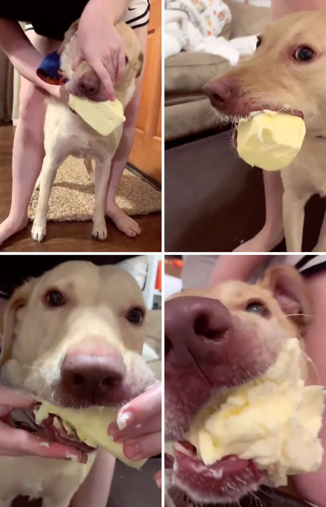 pets-stealing-food-pictures-51-66b33b35de182__700 (1)
