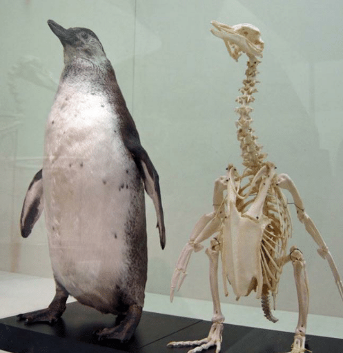 a-penguin-skeleton-68573459