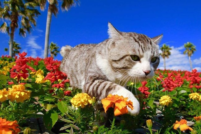 photogenic-cat-noraneko-nyankichi-japan-148-5acdc362ce303__700