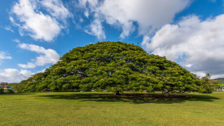 w460-6590_ffdc612112e0c37221d93ef938158e11