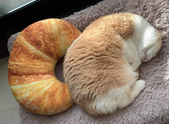 65d74d68f1a5a_animals-look-like-food