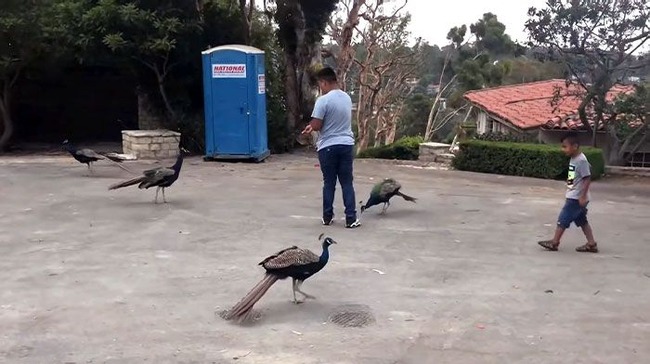 different-countries-pigeons-67-6548e1baea346__700