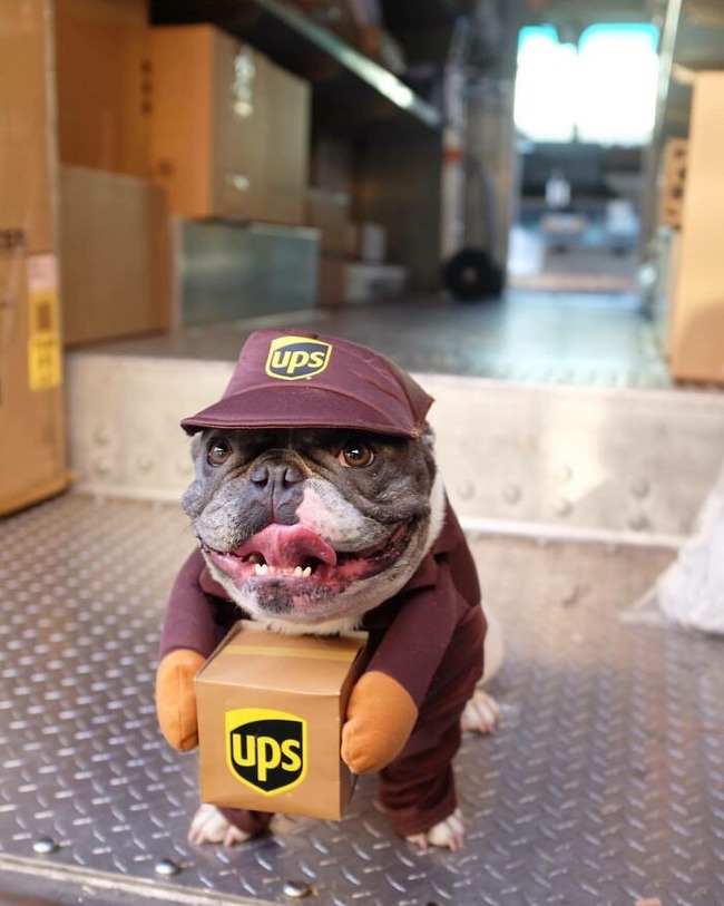 ups-drivers-meet-animals-4-6666a01104b5c__700