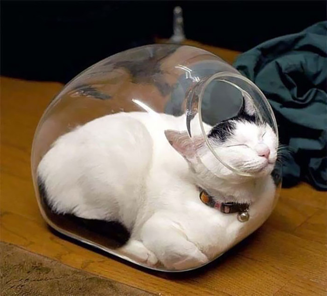 funny-cat-logic-beds-1-5f7ada1176e3a__700