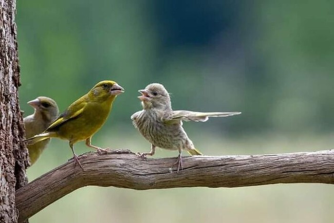 funny-birds-threatening-auras-1-65644687672c0__700