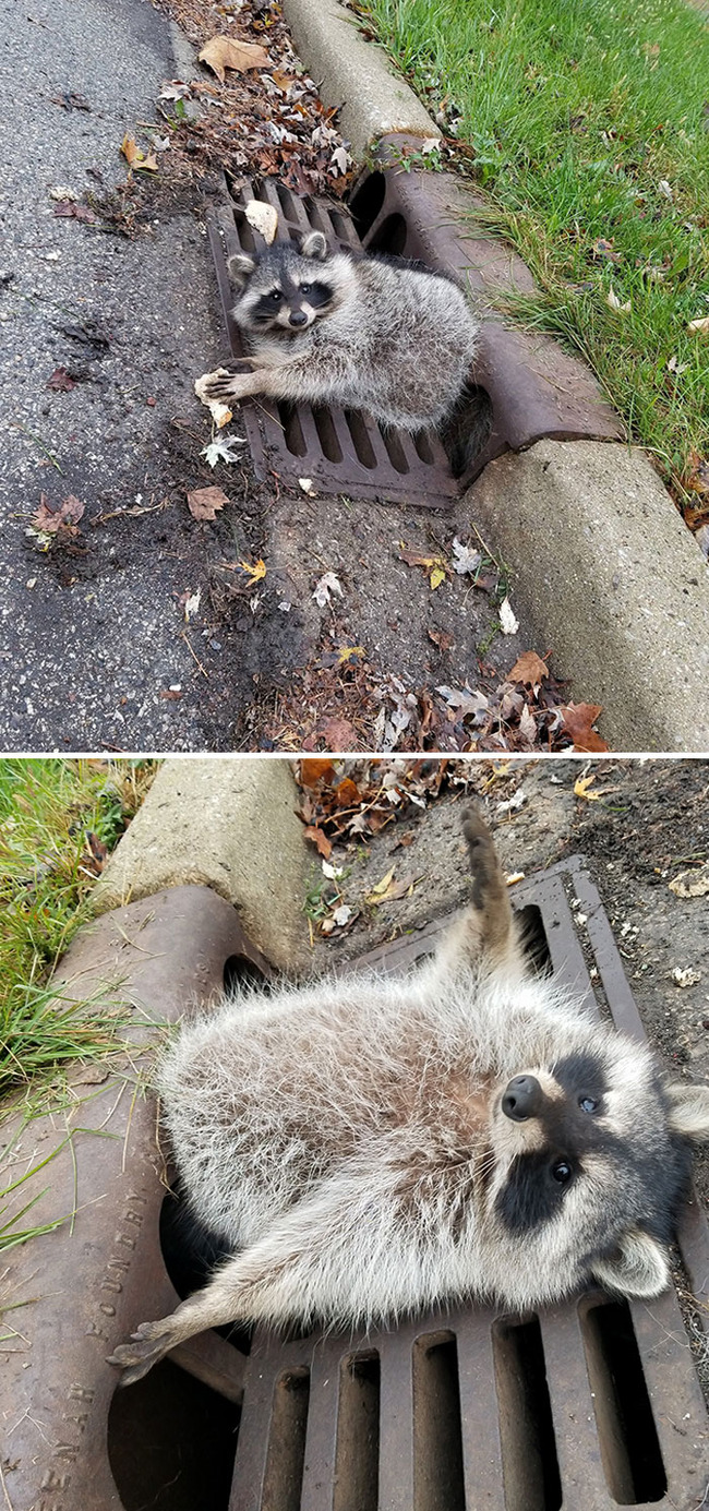 funny-raccoons-102-5f857272c392c__700 (1)