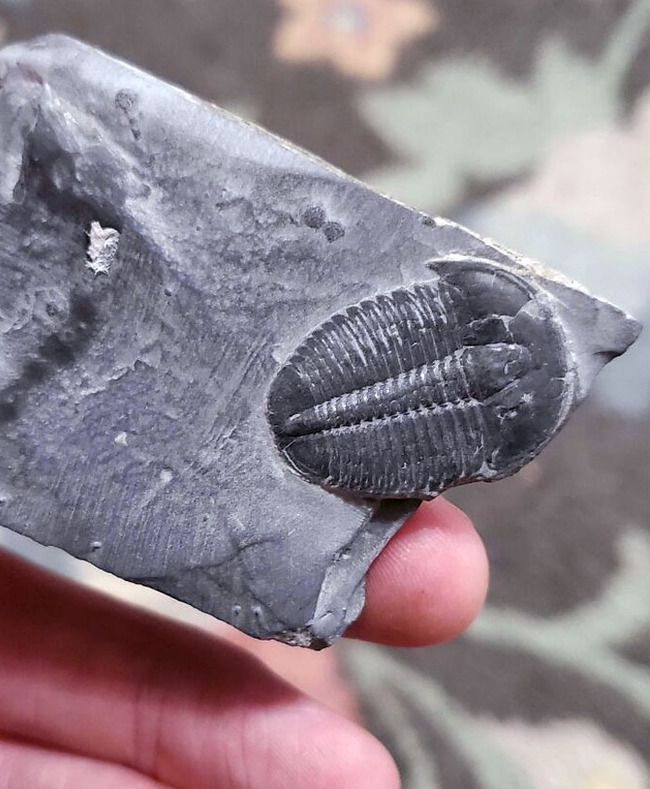 interesting-archaeological-finds-5-650c29e4bc785__700