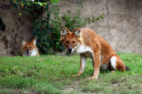 01 - The Dhole